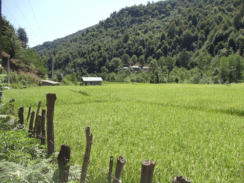 رشته رود گیلان، رشته رود رشت، رشته رود  رودبار، رشته ر ود رستم آباد، رشته رود رستم آباد شمالی، روستای رشته رود رودبار، رشته رود کجاست؟ سفر به رشته رود، مسر ورود به رشته رود گیلان، راه های ورود به رشته رود، جاذبه های دیدنی رشته رود